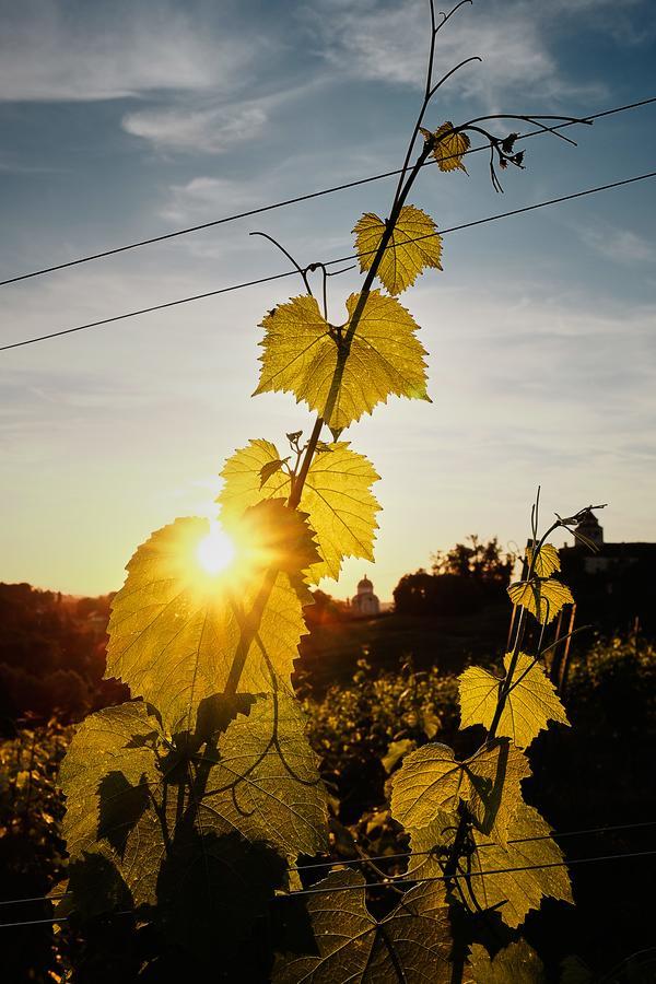 Loisium Wine & Spa Hotel Suedsteiermark إيهرينهاوزين المظهر الخارجي الصورة