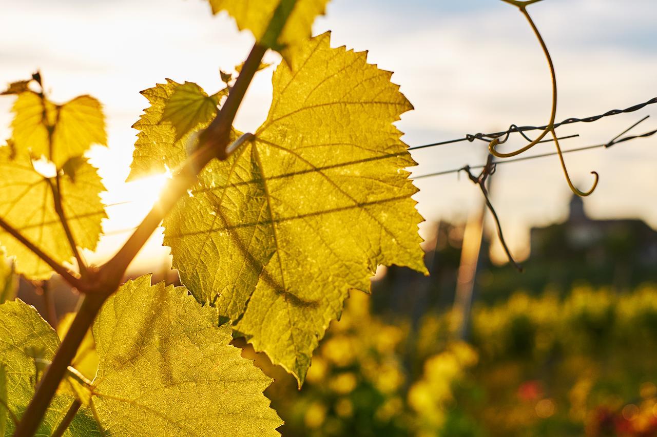 Loisium Wine & Spa Hotel Suedsteiermark إيهرينهاوزين المظهر الخارجي الصورة